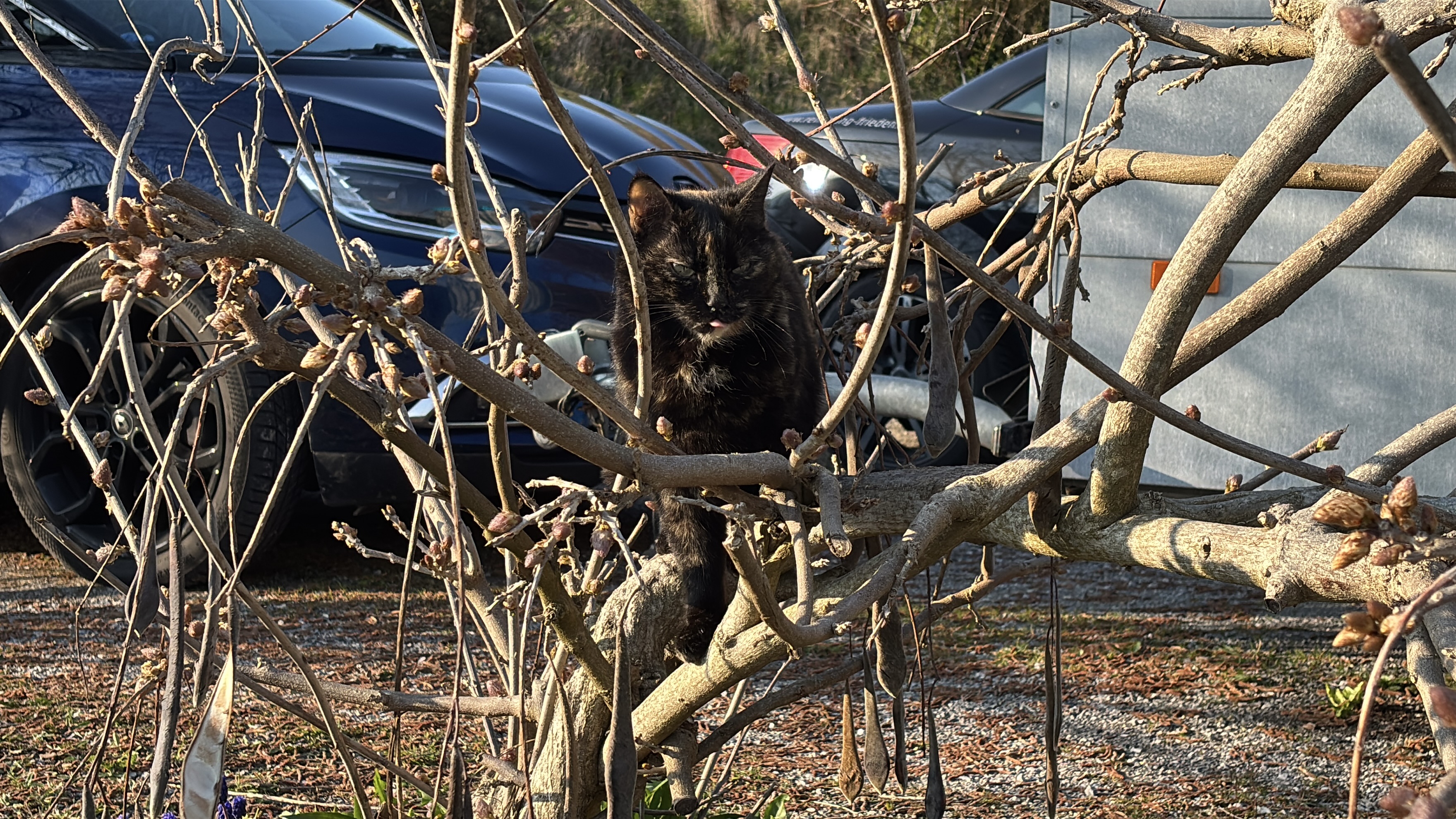 Featured cat preview
