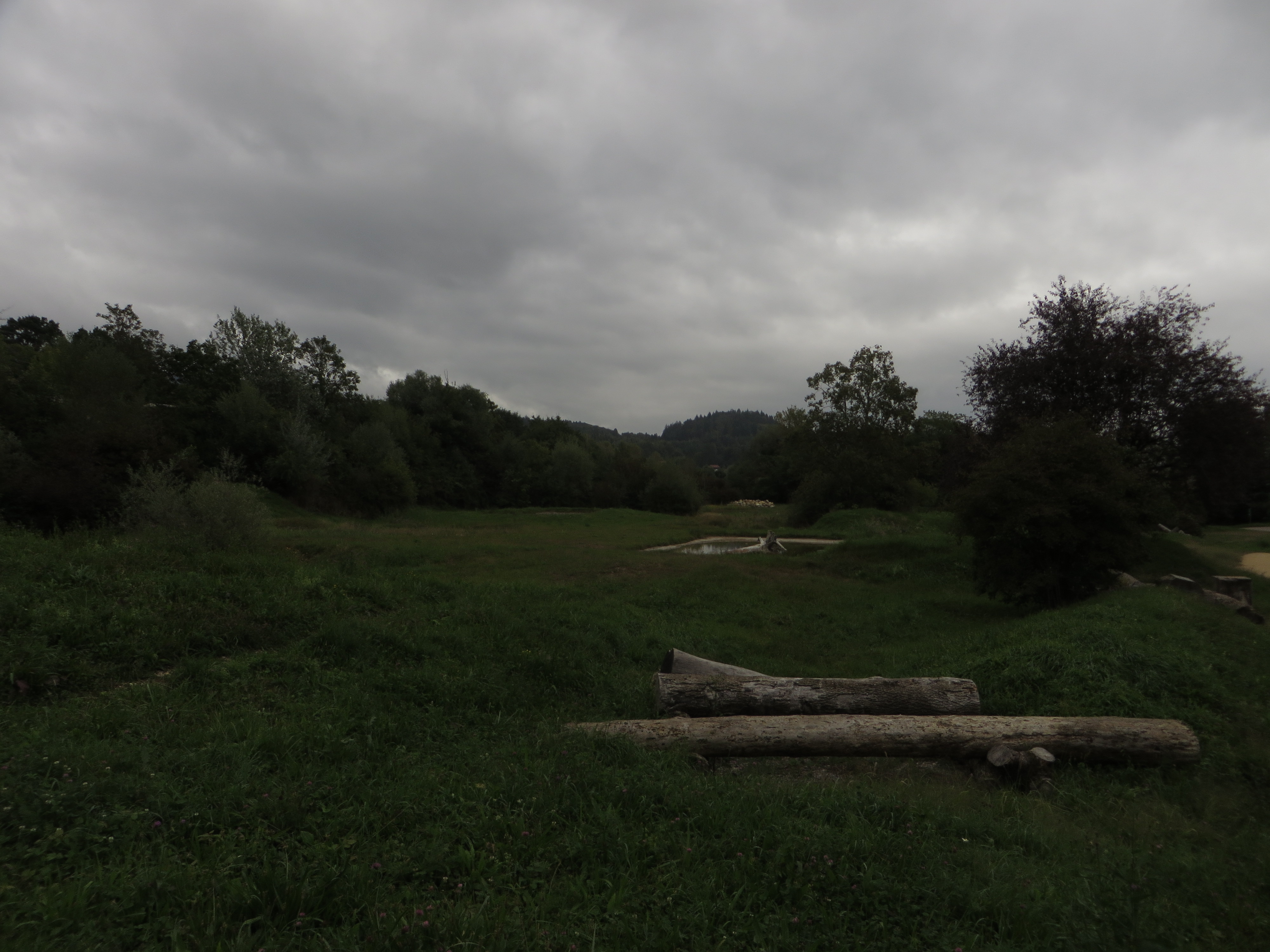 Woods
